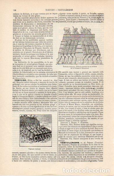 Sammelleidenschaft Andere Papierartikel: LAMINA ESPASA V52679: Testudo romana