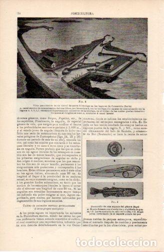Sammelleidenschaft Andere Papierartikel: LAMINA ESPASA V52326: Corral de pesca o bordiga en lagunas de Comacchio Italia