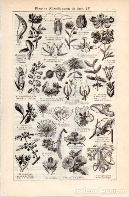 Otros art&iacute;culos de coleccionismo en papel: LAMINA ESPASA V52358: Clasificacion de las Plantas IV