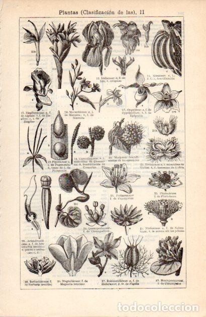 Paper Collecting Others: LAMINA ESPASA V52356: Clasificacion de las Plantas II