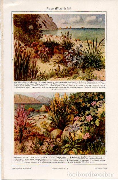 Otros art&iacute;culos de coleccionismo en papel: LAMINA ESPASA V52383: Flora de las playas