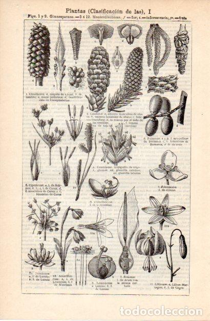 Sammelleidenschaft Andere Papierartikel: LAMINA ESPASA V52355: Clasificacion de las Plantas I