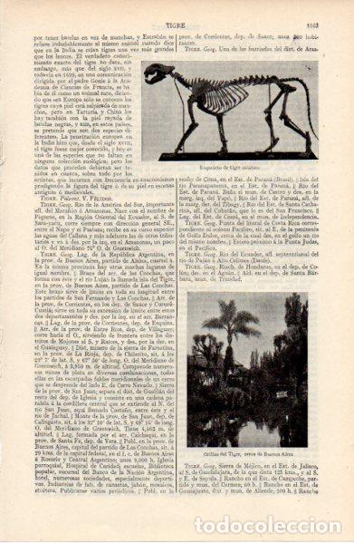 Sammelleidenschaft Andere Papierartikel: LAMINA ESPASA V52774: Esqueleto de tigre asiatico