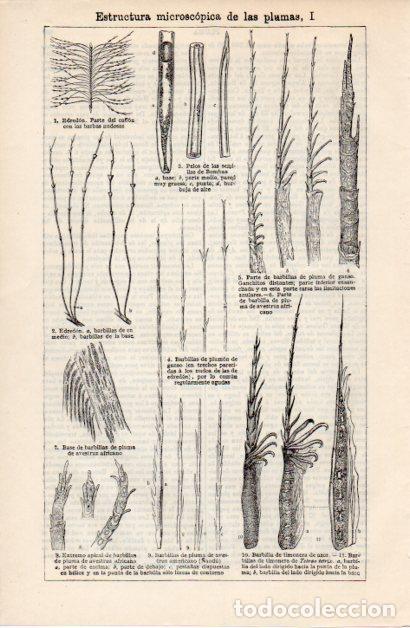 Collectionnisme Papier divers: LAMINA ESPASA V52391: Estructura microscopia de las plumas I