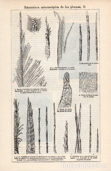 Collectionnisme Papier divers: LAMINA ESPASA V52390: Estructura microscopia de las plumas II