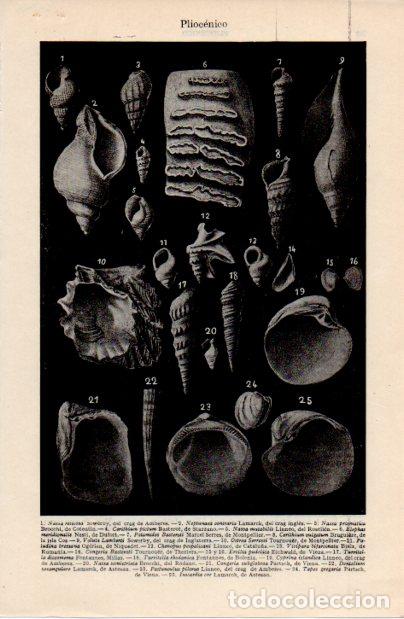 Collectionnisme Papier divers: LAMINA ESPASA V52395: Pliocenico