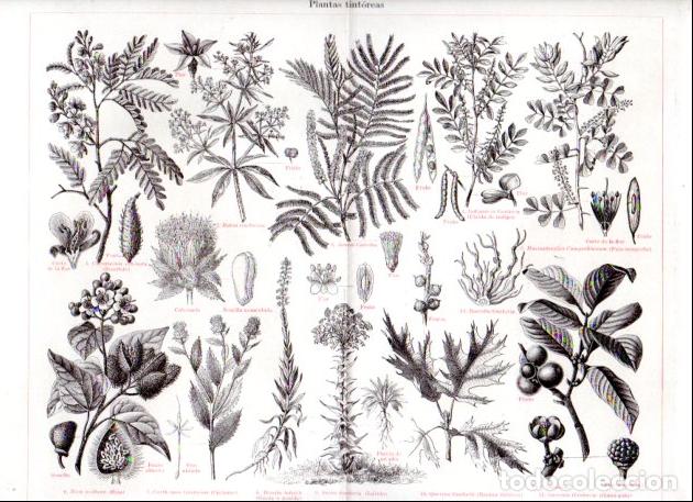 Collectionnisme Papier divers: LAMINA ESPASA V52832: Plantas tintoreas
