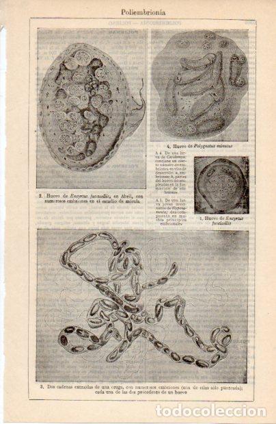 Collectionnisme Papier divers: LAMINA ESPASA V52426: Poliembrionia