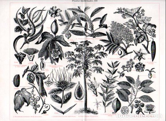 Collectionnisme Papier divers: LAMINA ESPASA V52844: Plantas medicinales III