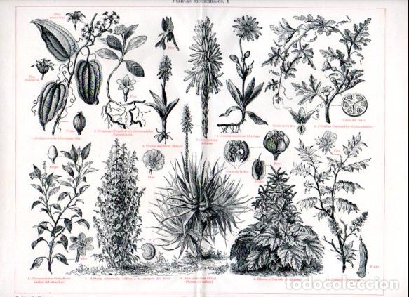 Collectionnisme Papier divers: LAMINA ESPASA V52842: Plantas medicinales I