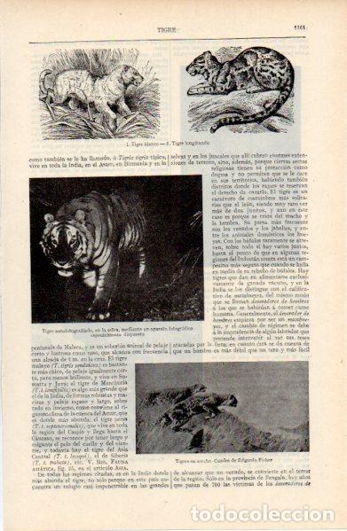 Paper Collecting Others: LAMINA ESPASA V52773: Tigre blanco y tigre longibando