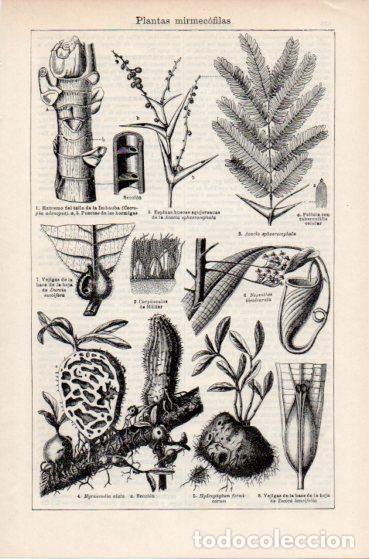 Paper Collecting Others: LAMINA ESPASA V55026: Plantas mirmecofilas - Varios