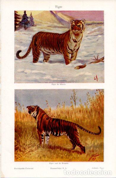 Outros artigos de papel: LAMINA ESPASA V52805: Tigre de Siberia y Tigre real de Bengala