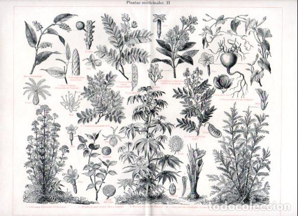 Outros artigos de papel: LAMINA ESPASA V52843: Plantas medicinales II