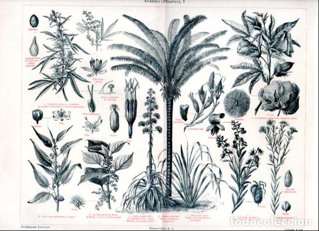 Outros artigos de papel: LAMINA ESPASA V52831: Plantas textiles I