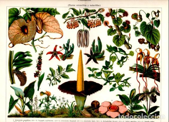Paper Collecting Others: LAMINA ESPASA V52841: Polinizacion. Plantas entomofilas y malacofilas