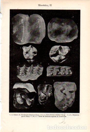Sammelleidenschaft Andere Papierartikel: LAMINA ESPASA V54958: Fosiles miocenicos II - Varios