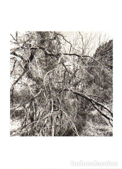 Paper Collecting Others: LAMINA V55479: Desierto Riparian Arizona, arboles por Lee Friedlander
