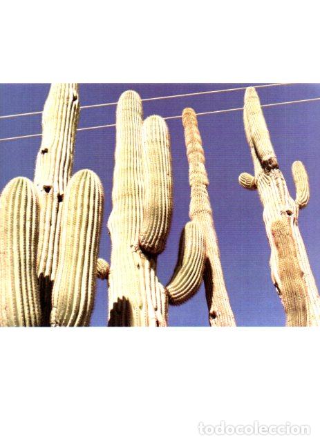 Paper Collecting Others: LAMINA V55484: William Eggleston, cactus en desiertos de California