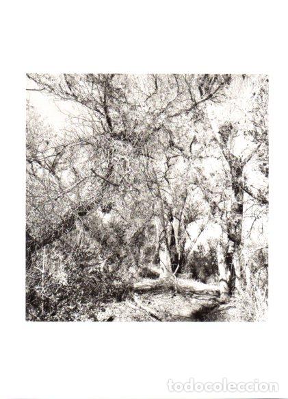Paper Collecting Others: LAMINA V55480: Desierto Riparian Arizona, arboles por Lee Friedlander
