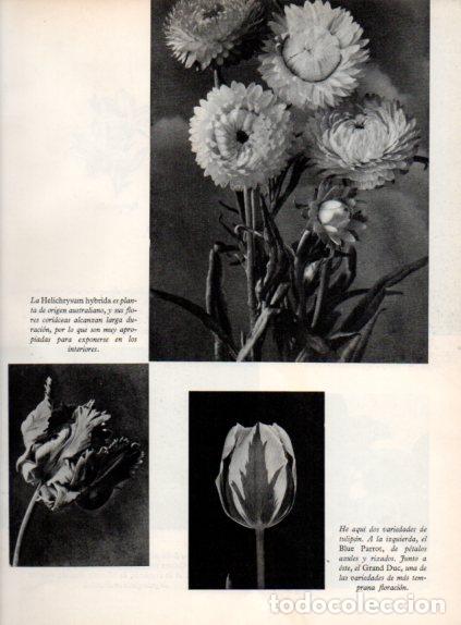 Collectionnisme Papier divers: LAMINA V55699: Helichrysum hybrida y tulipan Blue Parrot