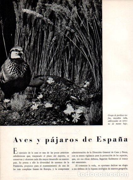 Collectionnisme Papier divers: LAMINA V55695: Perdices rufas