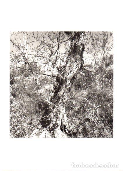 Collectionnisme Papier divers: LAMINA V55477: Desierto Riparian Arizona, arboles por Lee Friedlander