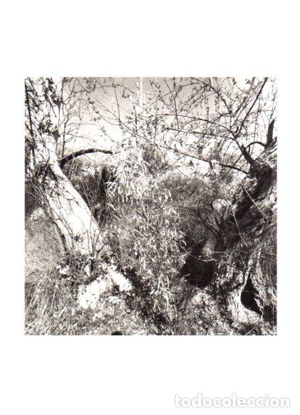 Collectionnisme Papier divers: LAMINA V55478: Desierto Riparian Arizona, arboles por Lee Friedlander