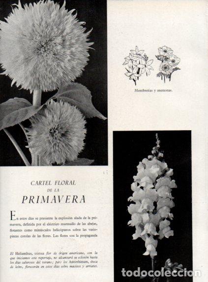 Collectionnisme Papier divers: LAMINA V55744: Helianthus, Montbretias y anemonas