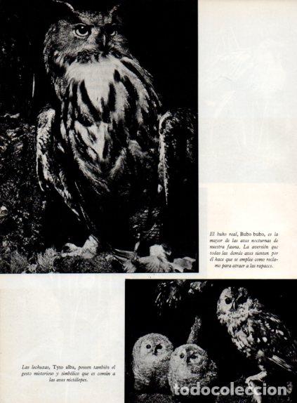 Collectionnisme Papier divers: LAMINA V55696: Buho real y lechuza Tyto alba