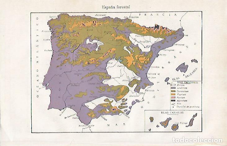 Altri oggetti di carta: LAMINA ESPASA 10068: Mapa de Espa&ntilde;a forestal - Varios