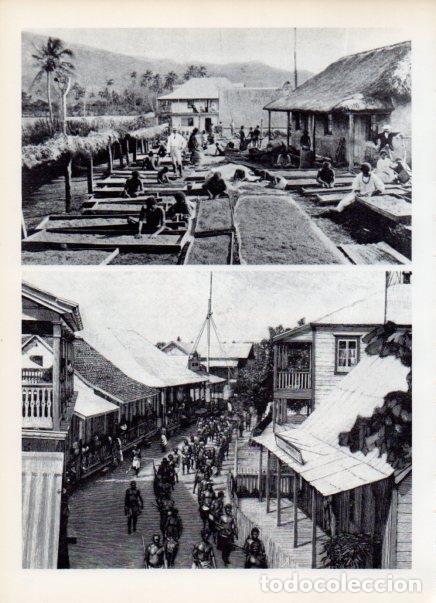 Collectionnisme Papier divers: LAMINA V14997: Secadero de caf&eacute; en Canal, Nueva Caledonia - Varios