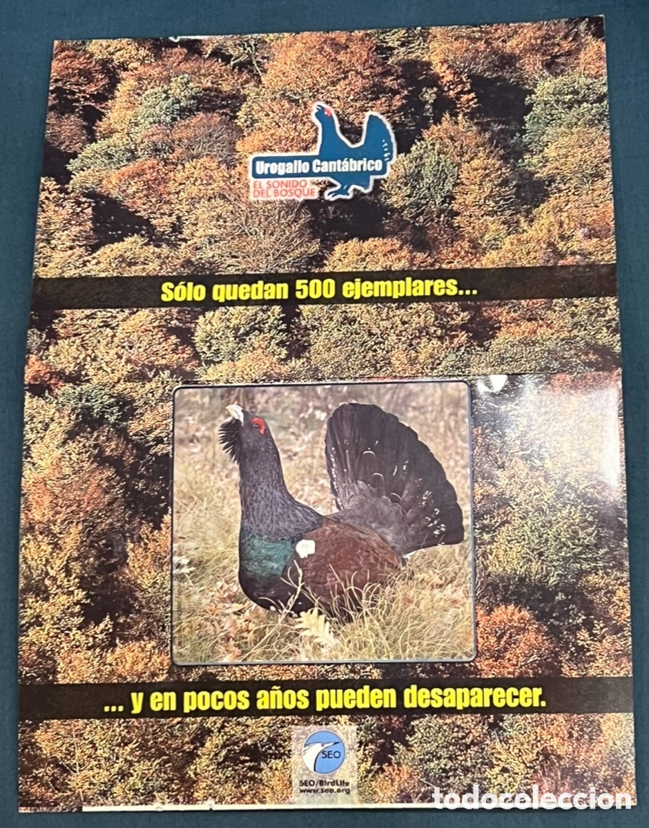 Otros art&iacute;culos de coleccionismo en papel: Folleto. Urogallo Cant&aacute;brico. El sonido del bosque. Fundacion Biodiversidad. 2006.