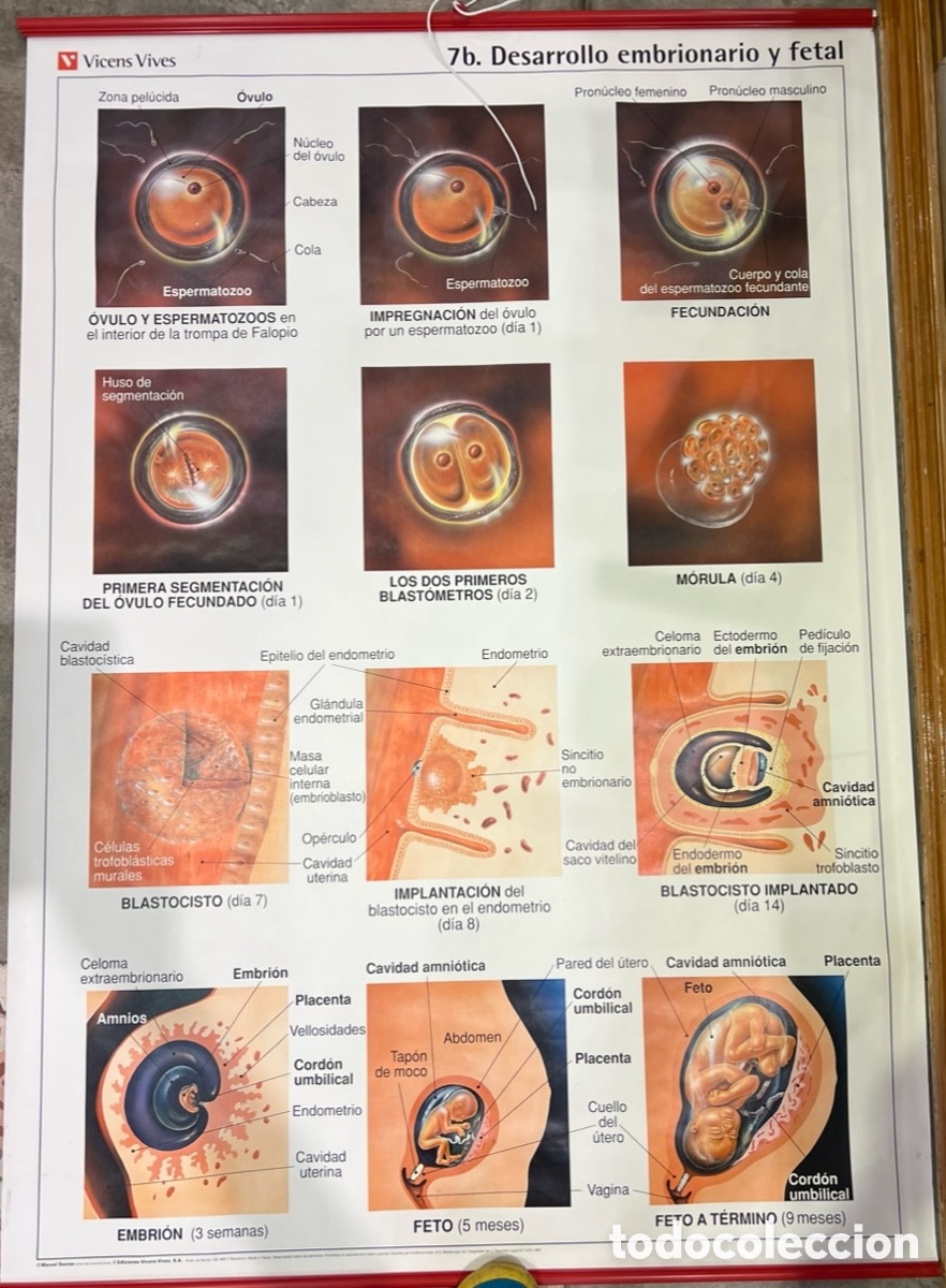 Otros art&iacute;culos de coleccionismo en papel: L&aacute;mina Escolar. Aparato Reproductor. Desarrolla Embrionario y Fetal. Vicens-Vives. 1993.