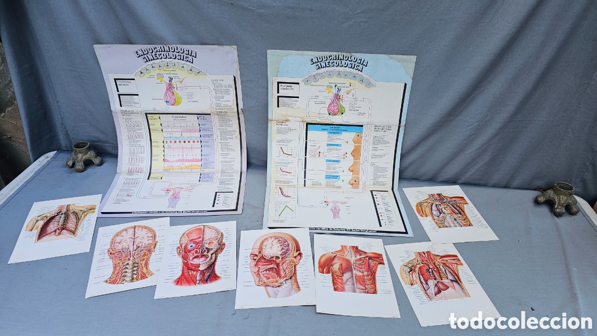 Otros art&iacute;culos de coleccionismo en papel: l&aacute;minas educativas y p&oacute;sters m&eacute;dicos antiguos sobre endocrinolog&iacute;a ginecol&oacute;gica y anatom&iacute;a humana