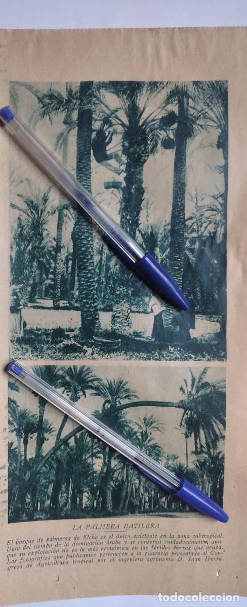 Otros art&iacute;culos de coleccionismo en papel: ELCHE BOSQUE DE PALMERAS FOTOS PONENCIA JUAN IBARRA AL CONSEJO AGRICULTURA RECORTE PRENSA A&Ntilde;O 1929