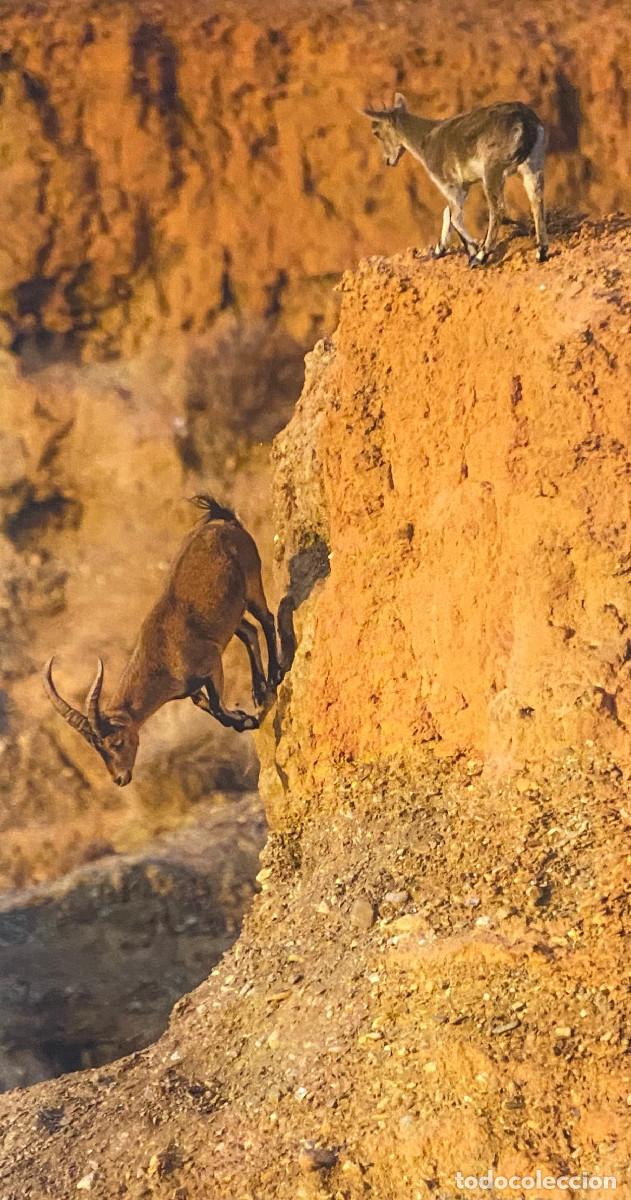 Otros art&iacute;culos de coleccionismo en papel: Fotograf&iacute;a art&iacute;stica. Cabras monteses ib&eacute;ricas. Tama&ntilde;o folio, enmarcable. Nueva.