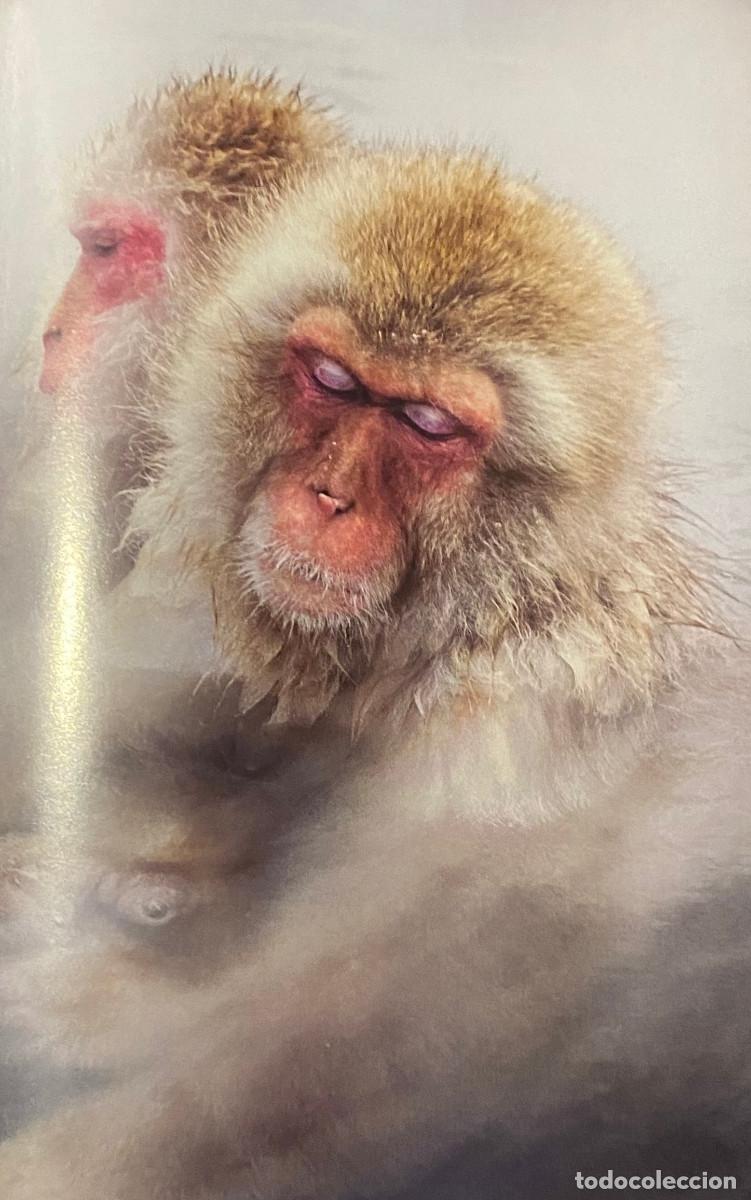 Otros art&iacute;culos de coleccionismo en papel: Fotograf&iacute;a art&iacute;stica. Monos de la especie macaco japon&eacute;s. Tama&ntilde;o folio, enmarcable. Nueva