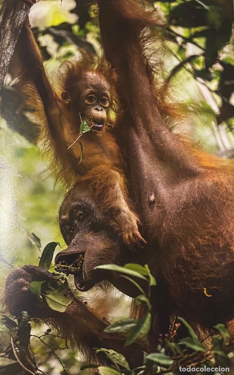 Otros art&iacute;culos de coleccionismo en papel: Fotograf&iacute;a art&iacute;stica. Orangutanes. Tama&ntilde;o folio, enmarcable. Nueva.