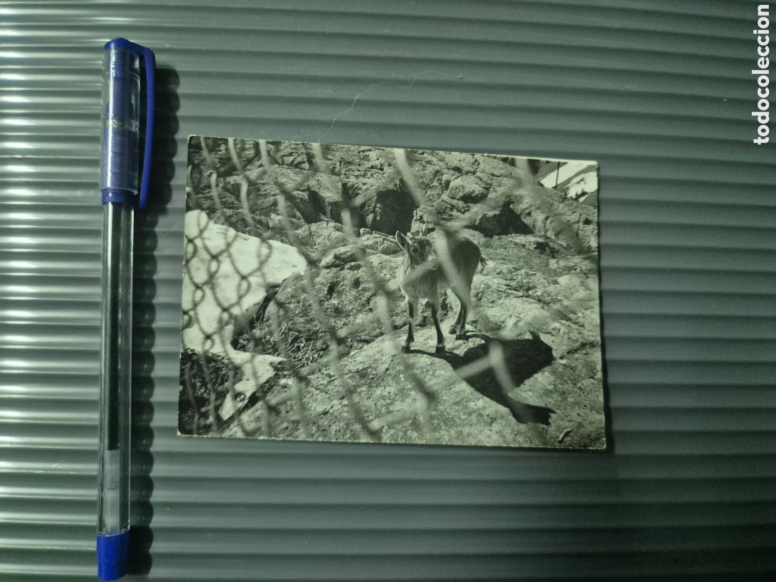 Otros art&iacute;culos de coleccionismo en papel: FOTO ORIGINAL A&Ntilde;OS 50 60 DE BUCARDO ? ORDESA BENASQUE PIRINEOS