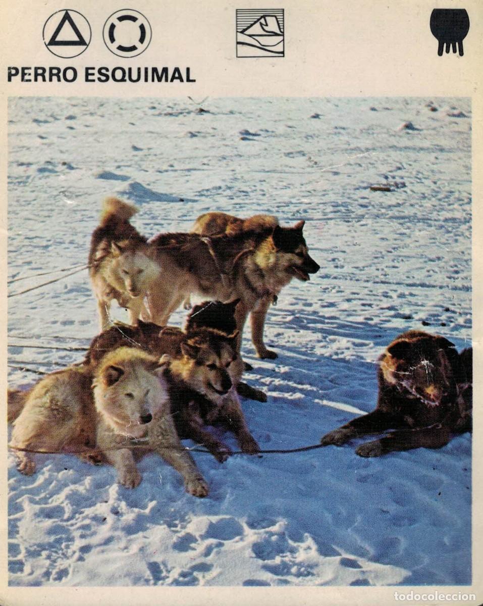 Otros art&iacute;culos de coleccionismo en papel: Perro esquimal / Ficha Perros de trineo de Groenlandia Le livre de Paris 1975 Editorial Fher