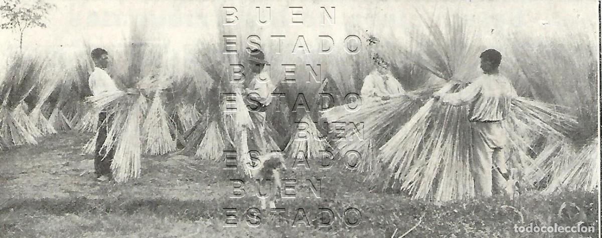 Otros art&iacute;culos de coleccionismo en papel: EL CA&Ntilde;AMO EN VALENCIA CULTIVO 16X6 1905 CLIPPING M58