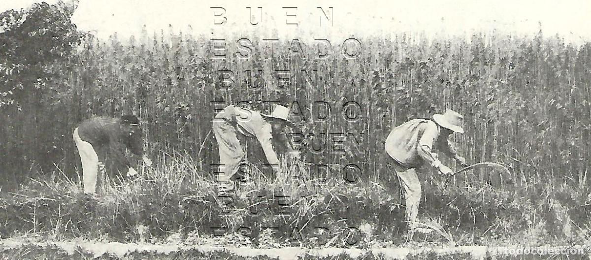 Otros art&iacute;culos de coleccionismo en papel: EL CA&Ntilde;AMO EN VALENCIA CULTIVO 15X6 1905 CLIPPING M58