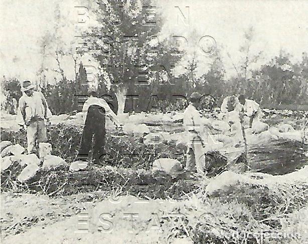 Otros art&iacute;culos de coleccionismo en papel: EL CA&Ntilde;AMO EN VALENCIA CULTIVO 7X6 1905 CLIPPING M58