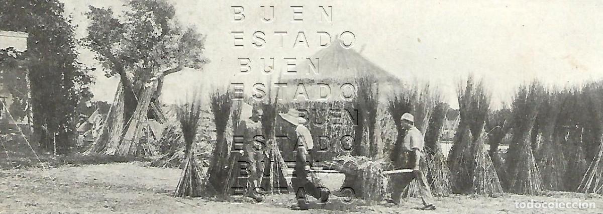 Otros art&iacute;culos de coleccionismo en papel: EL CA&Ntilde;AMO EN VALENCIA CULTIVO 16X6 1905 CLIPPING M58