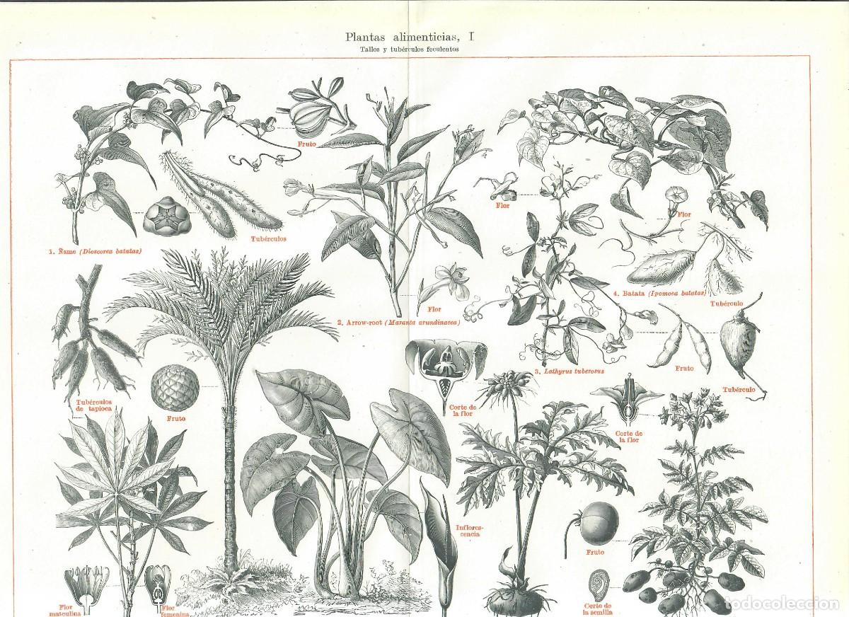 Paper Collecting Others: BOT&Aacute;NICA - TRES L&Aacute;MINAS DE PLANTAS ALIMENTICIAS (ESPASA)