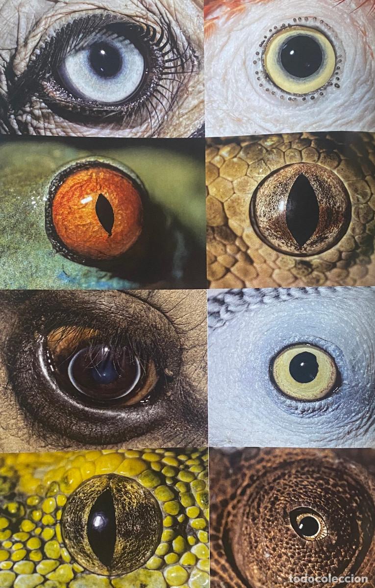 Otros art&iacute;culos de coleccionismo en papel: Fotograf&iacute;a art&iacute;stica. Distintos ojos de animales. Tama&ntilde;o folio, enmarcable. Nueva.