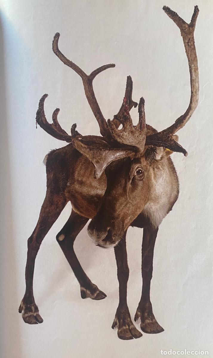Otros art&iacute;culos de coleccionismo en papel: Fotograf&iacute;a art&iacute;stica, carib&uacute; de los bosques. Tama&ntilde;o folio, enmarcable. Nueva.