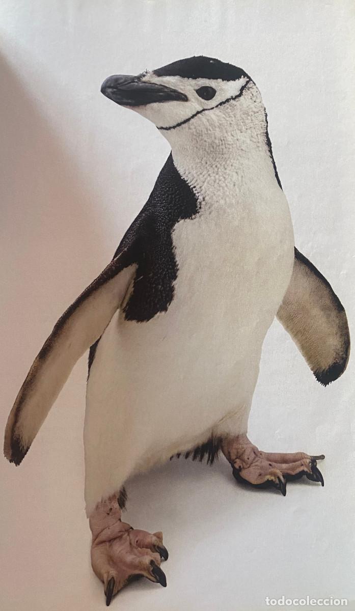 Otros art&iacute;culos de coleccionismo en papel: Fotograf&iacute;a art&iacute;stica, ping&uuml;ino barbijo. Tama&ntilde;o folio, enmarcable. Nueva.