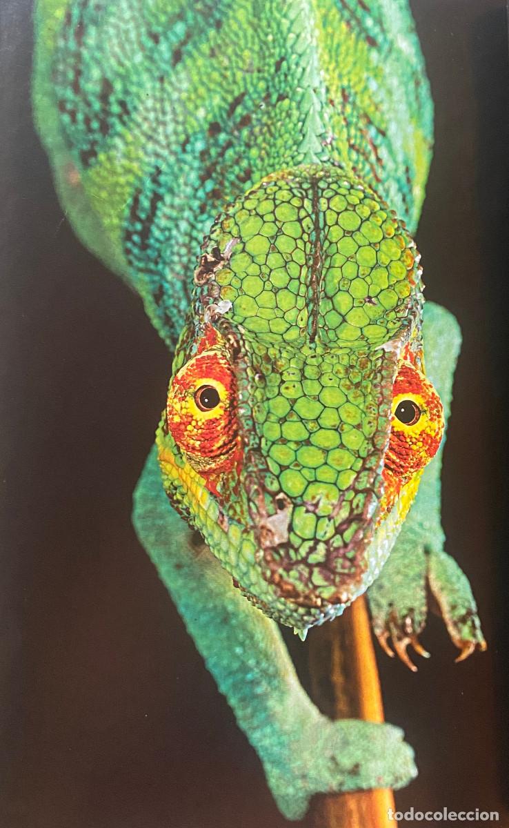 Otros art&iacute;culos de coleccionismo en papel: Fotograf&iacute;a art&iacute;stica, camale&oacute;n. Tama&ntilde;o folio, enmarcable. Nueva.